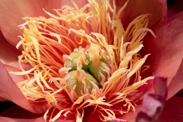 Macro Flor Estames Cobertos Com Pólen Peony Coral Sunset Close — Fotografia de Stock