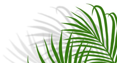Beyaz arka plan üzerinde şeffaf gölge efektleri olan Palm Leaves Bulanık gölgeli gölgeli tropikal hindistan cevizi yaprağı 