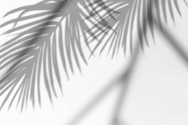 Pozostawia Przejrzyste Efekty Cienia Białym Tle Tropikalne Liście Palmy Kokosowej — Zdjęcie stockowe