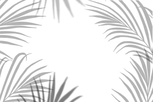 Liście Palmy Przezroczystymi Efektami Cienia Ramka Białym Tle Tropikalne Liście — Zdjęcie stockowe