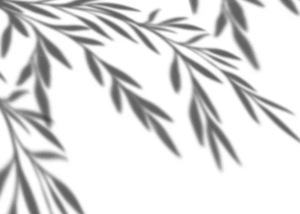Αφήνει Σκιά Επικαλύπτονται Λευκό Φόντο Τοίχο Απομονωμένα Τροπικά Κλαδιά Φύλλα — Φωτογραφία Αρχείου