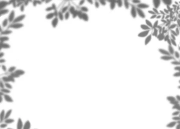 Листья Тени Накладываются Белый Фон Изолированные Тропические Ветви Листья Силуэта — стоковое фото