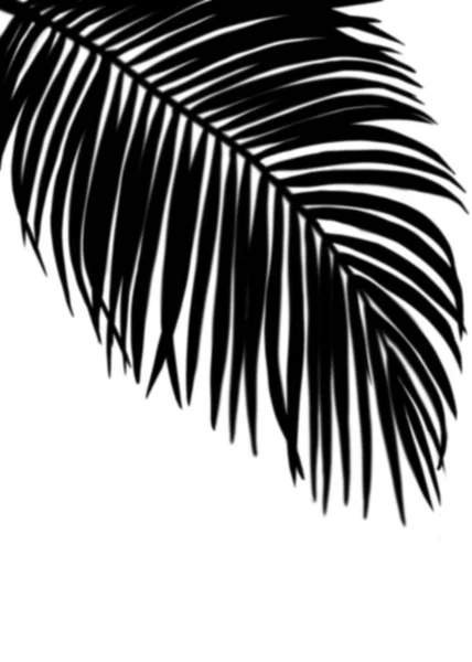Sombra Hojas Palma Onn Fondo Blanco Pared Tropical Coconut Leaf —  Fotos de Stock