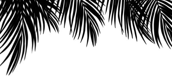 Dedaunan Tapak Bayangan Latar Belakang Dinding Putih Tropical Coconut Leaf — Stok Foto