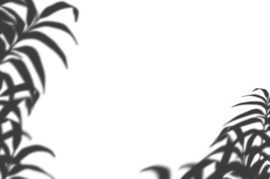 Beyaz duvar arkaplanında gölge etkisi bırakır, izole dallar silueti terk eder