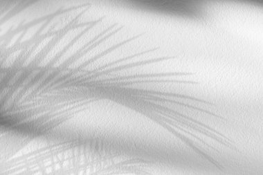 Stüdyo arka plan Beyaz Beton duvar dokusu gölge palmiye yaprakları silueti, yerde tropikal yaprak şeffaf beton yüzey, Ürün Sunumu için doğal güneş ışığıyla arkaplan