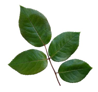 Kırpma yolu ile beyaz arkaplanda izole gül yaprağı, yeşil yapraklı kesik dal, pankart veya kart dekorasyonu için doğa unsuru 