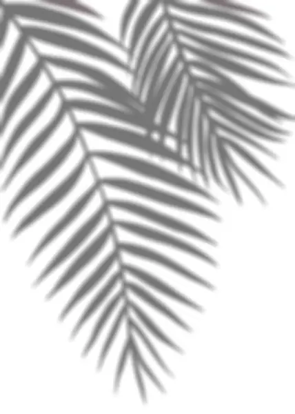 Leaves shadow, Palm Leaves silhouette,Tropical Coconut Leaf Overlay, Element object for Spring Summer, Mock up Product Presentation