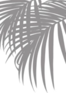 Gölgeler yalıtılmış, Palm Leaves silueti, Tropikal Hindistan Cevizi Yaprağı Kaplaması, İlkbahar Yazı için element nesnesi, Ürün Sunumunu Uygula