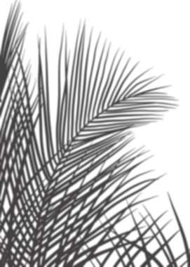 Gölgeler yalıtılmış, Palm Leaves silueti, Tropikal Hindistan Cevizi Yaprağı Kaplaması, İlkbahar Yazı için element nesnesi, Ürün Sunumunu Uygula