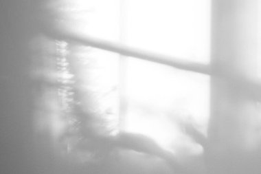 Aydınlık Arka plan Beyaz Duvar Stüdyosu ve Noel köknar dalları Çimento Yüzey Dokusunun Gölgesi Arka plan, Boş Gri Beton İç İşleri Odası Sunum için Güneş Işığı Etkisi Sunumu Sunumu