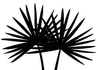 Gölge Palmiyesi Beyaz Duvar Arkaplanında Siluet Bırakıyor, Tropikal Palmiye Yaprağı Kaplaması, Bahar Yazı için Element nesnesi, Ürün Sunumunu Uygula