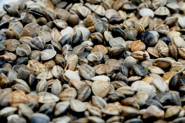 Group Pile of raw hard shelled clams on display at fish market