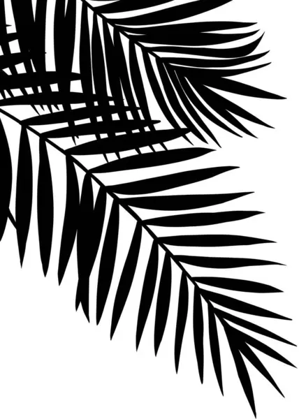 Shadow Palm Leaves silhouette on white background,Blurry Tropical Coconut Leaf Overlay, Element object for Spring Summer, Mock up Product Presentation
