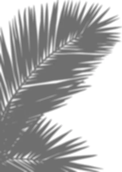 Shadow Palm Leaves silhouette ,Blurry Tropical Coconut Leaf Overlay, Element object for Spring Summer, Mock up Product Presentation