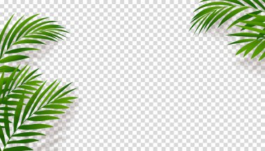 Saydam arkaplanda Gölge Silueti ile Yeşil Palmiye Yaprakları, Duvarın arka planı için Tropikal Hindistan Cevizi Yaprağı Kaplaması, Yaz afişi veya kart için Vektör Doğa Dekorasyonu