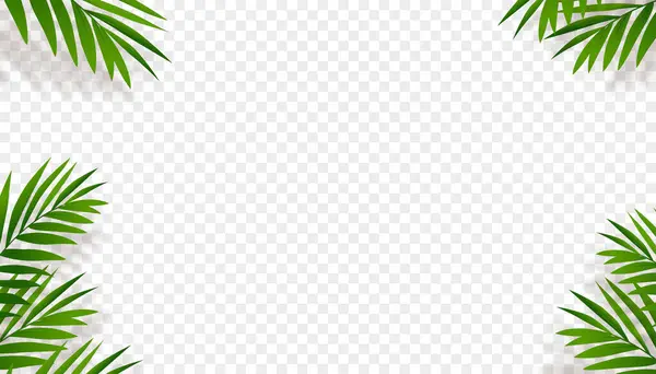透明な背景の影のシルエットが付いている緑のパームの葉 壁の背景のためのエレメント熱帯ココナッツの葉のオーバーレイ 夏の旗またはカードのためのベクトル自然の目的の装飾 — ストックベクタ