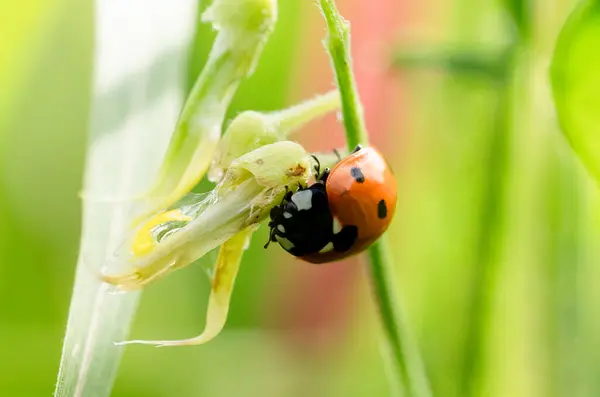 Macro Aziatische Lady Beetle Harmonia Axyridis Close Gele Lieveheersbeestje Wandelen — Stockfoto