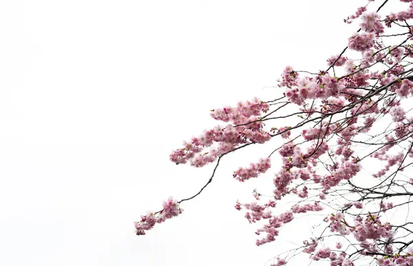Rosafarbene Kirschblüte Blüht Auf Weißem Hintergrund Vereinzelte Zweige Frühling Sakura — Stockfoto