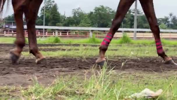 Toont Benen Van Een Paard Racen Baan Die Loopt — Stockvideo