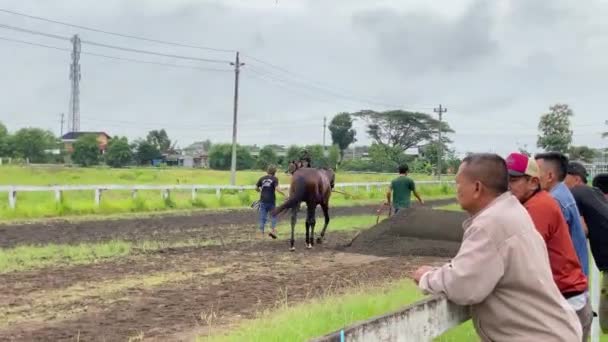 Yogyakarta Indoensia Novembre 2022 Fantini Stanno Allenando Loro Cavalli Prepararsi — Video Stock