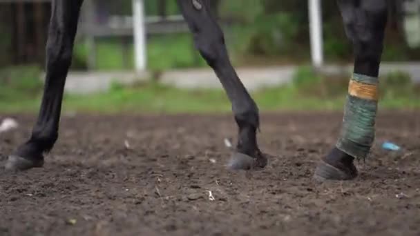 Mostrando Pernas Cavalo Enquanto Caminha Pista — Vídeo de Stock