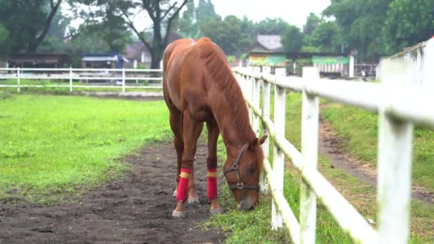 Cavalo Castanho Comendo Campo — Vídeo de Stock
