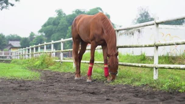 Brązowy Koń Jedzący Polu — Wideo stockowe