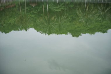 Shadows of trees on a lake or river
