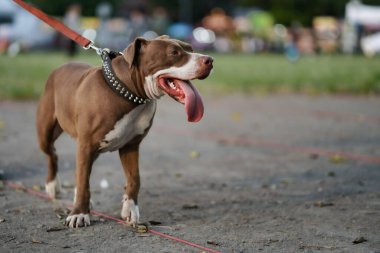 Yakından, Pitbull köpeği mutlu..