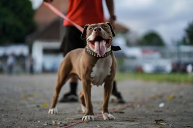 Yakın plan, sahibinin şehirde oynadığı kahverengi pitbull köpeği.