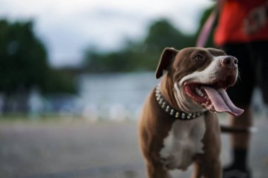 Yakın plan, sahibinin şehirde oynadığı kahverengi pitbull köpeği.