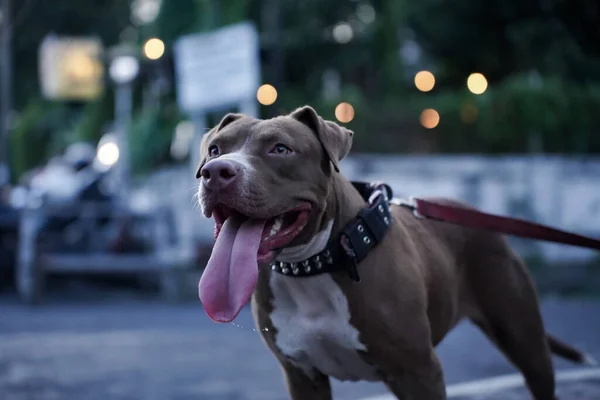 Stock image closeup, Pitbull dog from the side is happy.