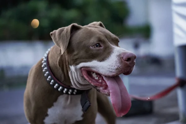 Nærbilde Utsikt Pitbull Hund Som Leker Med Byområde – stockfoto