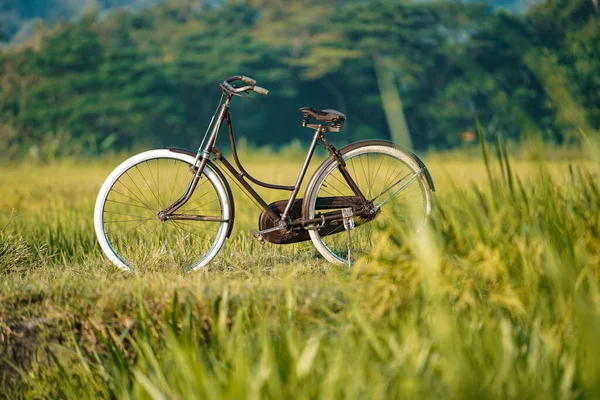 Класичні Нафтові Велосипеди Які Відображаються Сільських Дорогах Навколо Рисових Полів — стокове фото