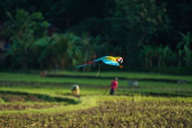 Kırsal alanda uçan güzel papağan kuşu..