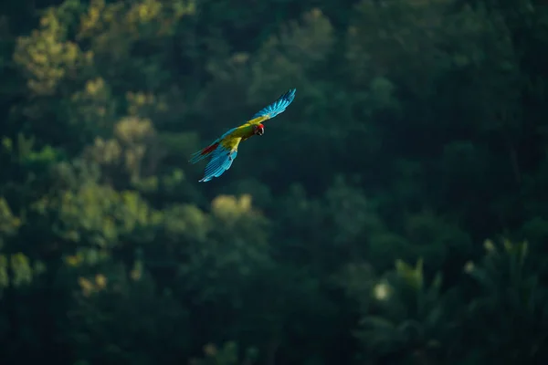 Beautiful Macaw Bird Flying Sky Rural Area — Stock Photo, Image