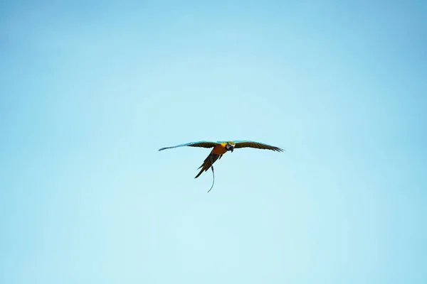 美丽的金丝雀在农村地区飞翔 — 图库照片