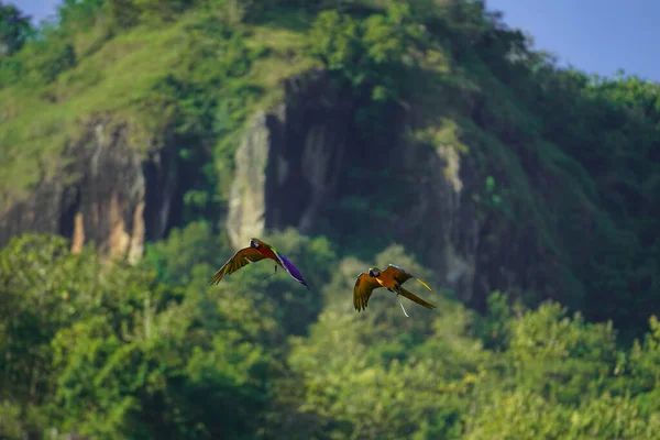 Piękne Macaw Ptak Latające Niebo Obszarach Wiejskich — Zdjęcie stockowe