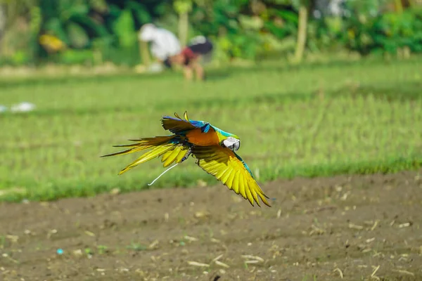 Schöner Ara Vogel Fliegender Himmel Ländlicher Umgebung — Stockfoto