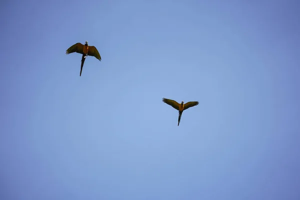 Bellissimo Uccello Ara Volare Cielo Zona Rurale — Foto Stock