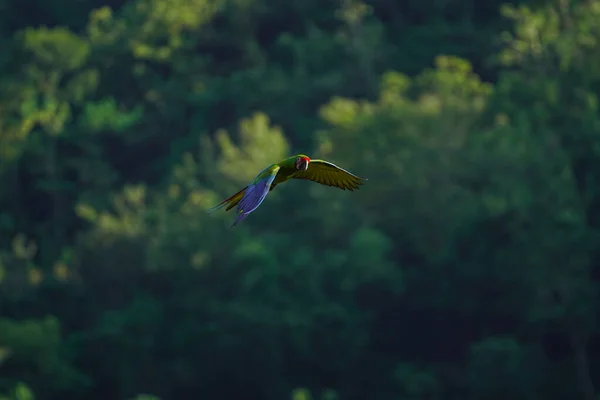 Όμορφο Πουλί Macaw Που Φέρουν Ουρανό Στην Αγροτική Περιοχή — Φωτογραφία Αρχείου