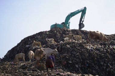 Piyungan 'ın son atık sahasında kazıcı taşıyan leş yiyiciler tarafından görülen büyük çöp yığınları birikti. Yogyakarta 'da atık yönetimi acil durumu.