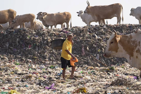 皮延根垃圾填埋场堆积如山 到处可见拾荒者和动物 日惹废物管理紧急情况 印度尼西亚日惹 2023年7月29日 — 图库照片