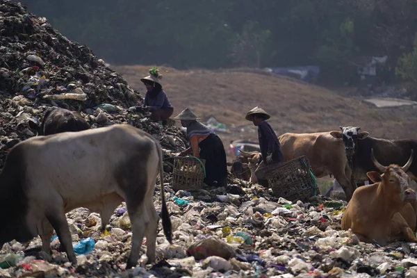 皮延根垃圾填埋场堆积如山 到处可见拾荒者和动物 日惹废物管理紧急情况 印度尼西亚日惹 2023年7月29日 — 图库照片