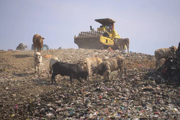 皮延根垃圾填埋场堆积如山 动物和挖掘机都能看到 日惹废物管理紧急情况 印度尼西亚日惹 2023年7月29日 — 图库照片