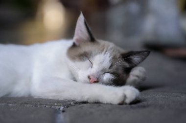 Rahat kedi pozu. Yerde uyuyor..