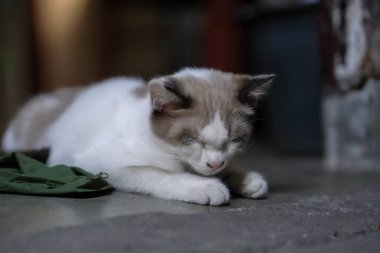 Rahat kedi pozu. Yerde uyuyor..