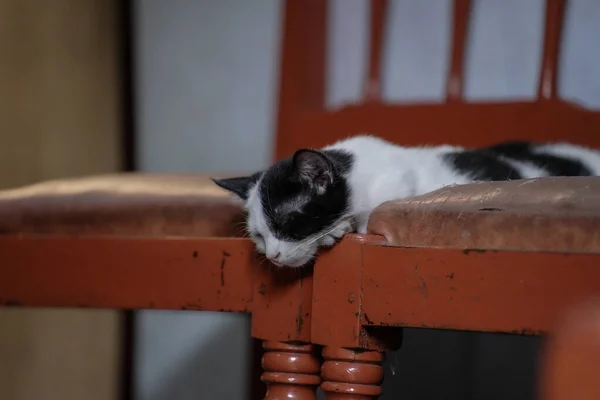Cómodo Gato Pose Durmiendo Entre Sillas —  Fotos de Stock