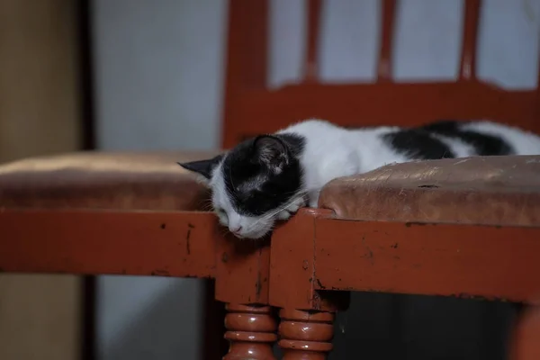 Confortável Gato Pose Dormir Entre Cadeiras — Fotografia de Stock